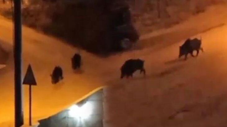 Aç kalan domuzlar Bursa'da şehir merkezine indi