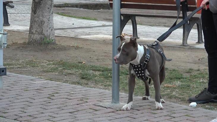Bir alçak daha köpeğini parkta terk edip kaçtı