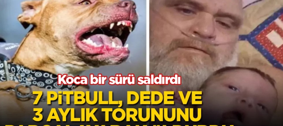 Pitbull Sürüsü Bir Dede ve Torununu Katletti