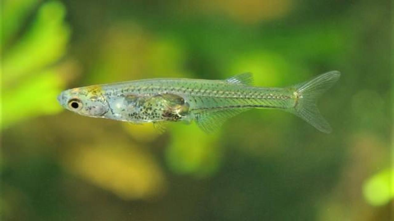 12 milimetrelik balık, av tüfeği kadar ses çıkarabiliyor!