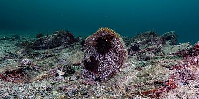 Akdeniz’de Azaldı, Tuzla’da Umut Yeşerdi