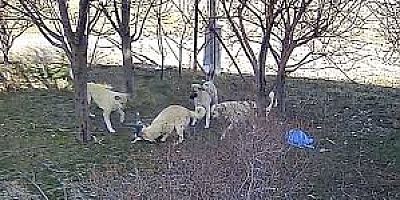 Başıboş Köpekler Kediyi Parçalayarak Öldürdü