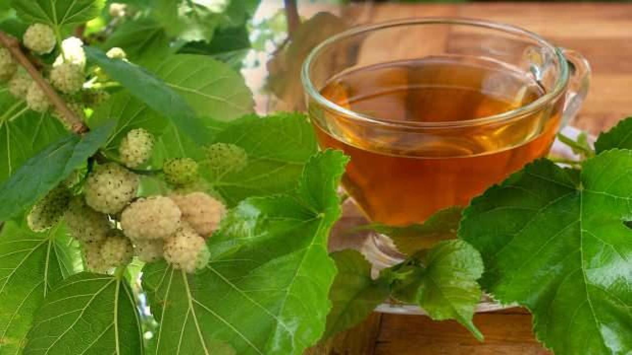 Dut yaprağının faydaları nelerdir? Vücudu iltihaptan arındıran dut yaprağı çayı nasıl hazırlanır?