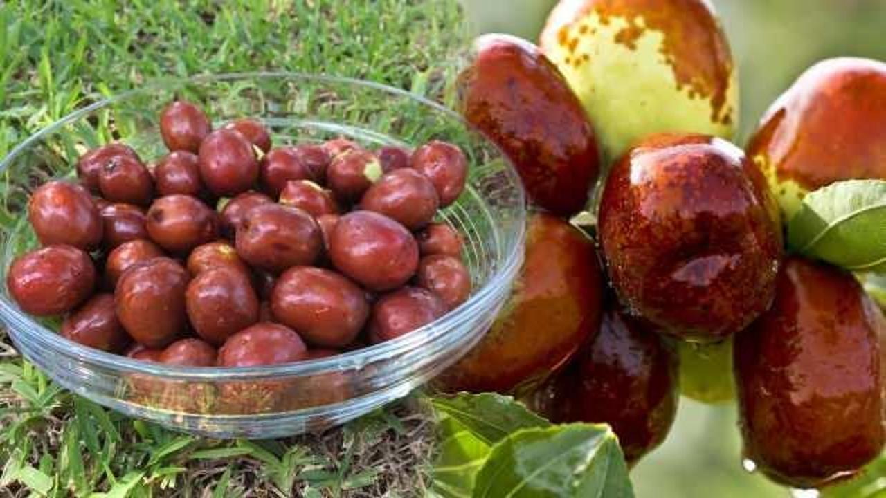 Hünnap meyvesinin faydaları ve zararları: Hünnap meyvesi nerede yetişir?