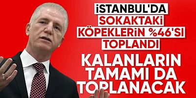 İstanbul’da Sokak Köpekleri İçin Kritik Açıklama: “%46’sı Toplandı”