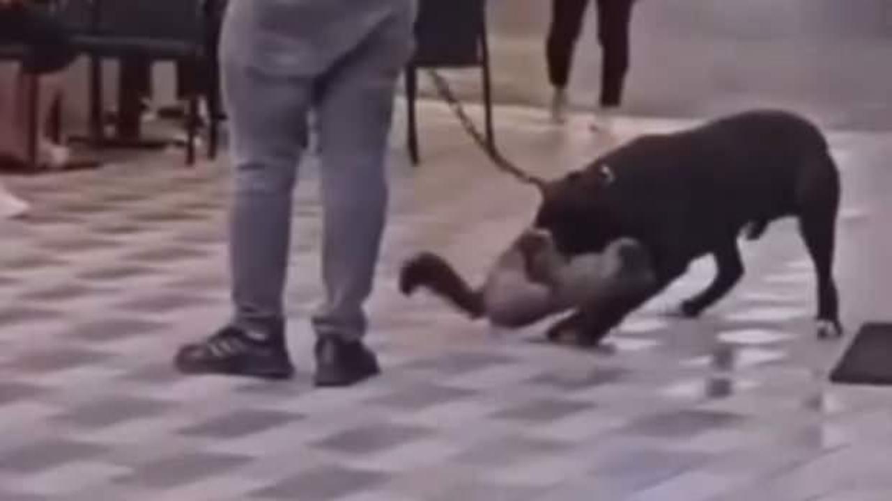 İzmir'de yasaklı ırk köpek, saldırdığı kediyi boğazından ısırdı!