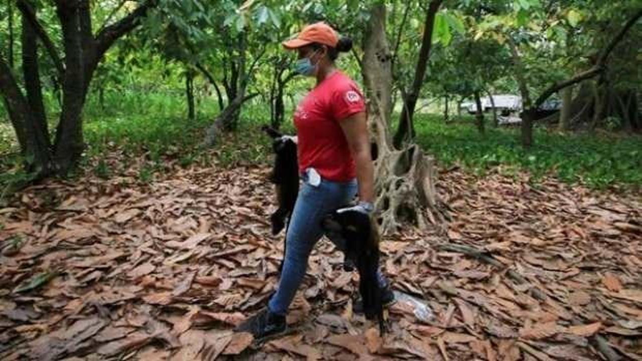 Meksika'da tehlike büyük: Maymunlar ölmeye başladı