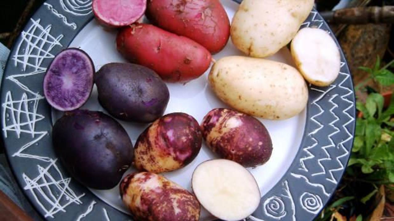 Mor patates nasıl yenir, faydaları nelerdir? Mor patates içeriği nedir?