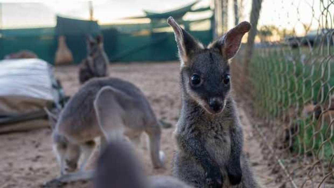 Nesli tükenmiş 3 yeni kanguru türü keşfedildi!