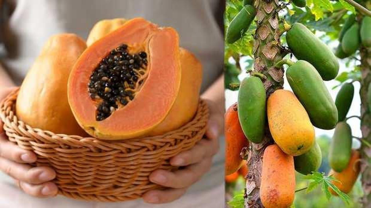 Papaya meyvesinin faydaları nelerdir? Papatya meyvesi nasıl yenir?