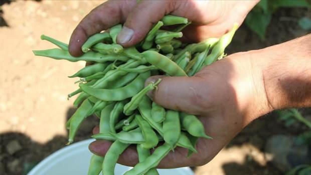 'Pazaryeri boncuğu' fasulyesi üreticileri verimli bir sezon bekliyor
