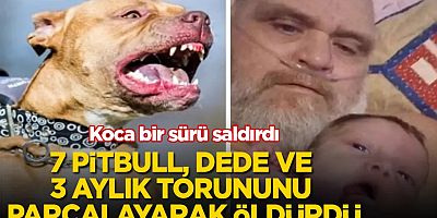 Pitbull Sürüsü Bir Dede ve Torununu Katletti