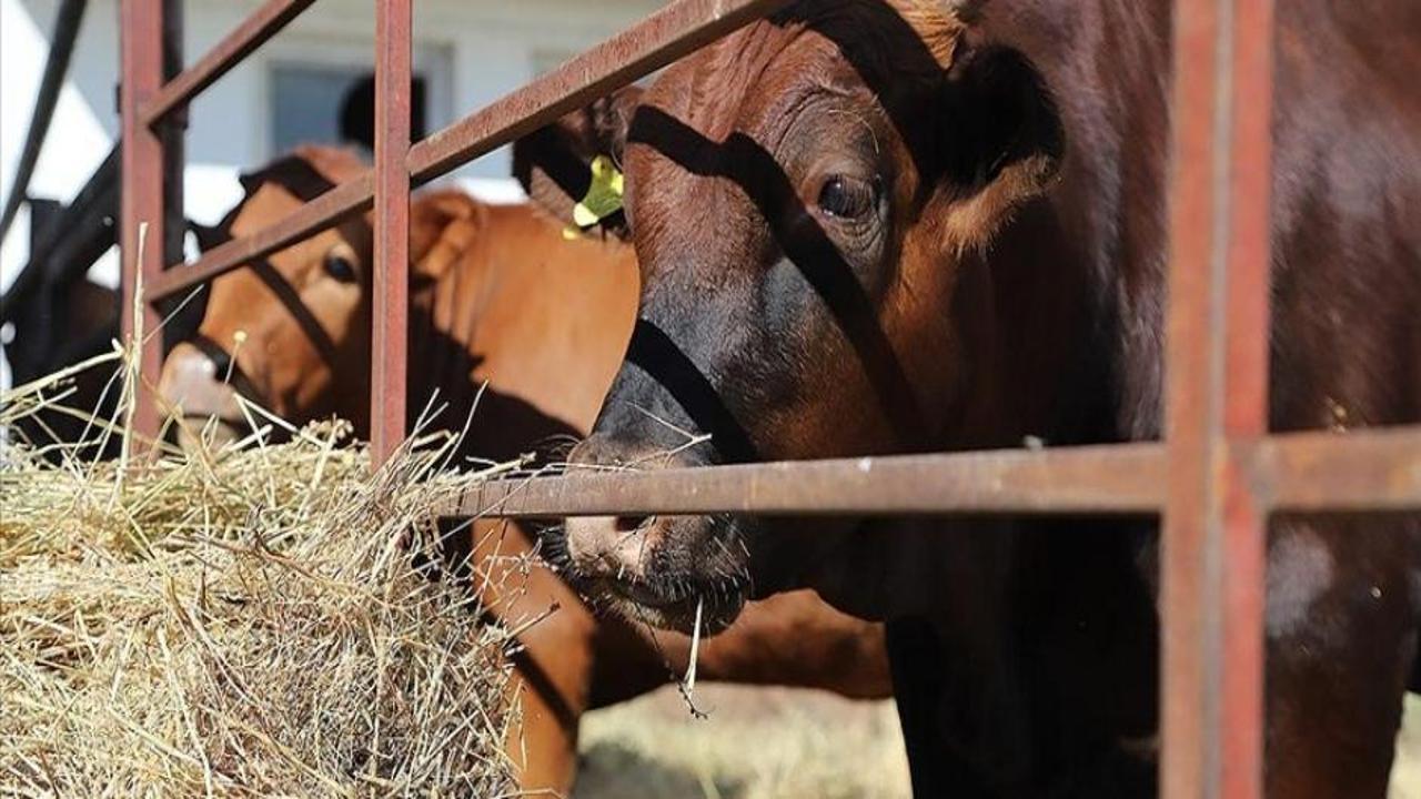 Sığır tüberkülozuna karşı hayvan transferi testlerine yeni düzen